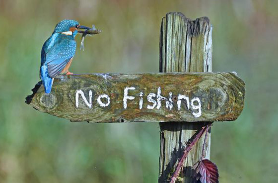 بالصور.. حين تصطاد العدسة لقطات طريفة لا تتكرر في الحياة البرية صورة رقم 3