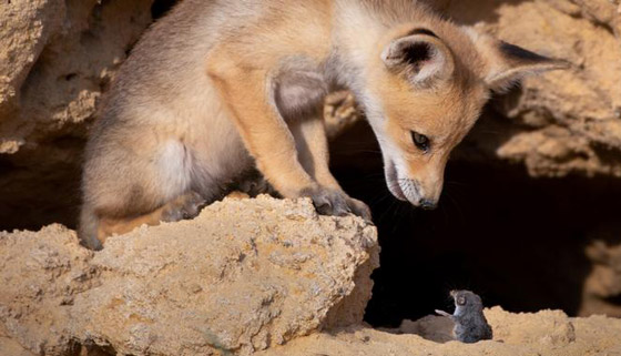 بالصور.. حين تصطاد العدسة لقطات طريفة لا تتكرر في الحياة البرية صورة رقم 4