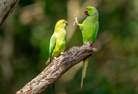 بالصور.. حين تصطاد العدسة لقطات طريفة لا تتكرر في الحياة البرية صورة رقم 5