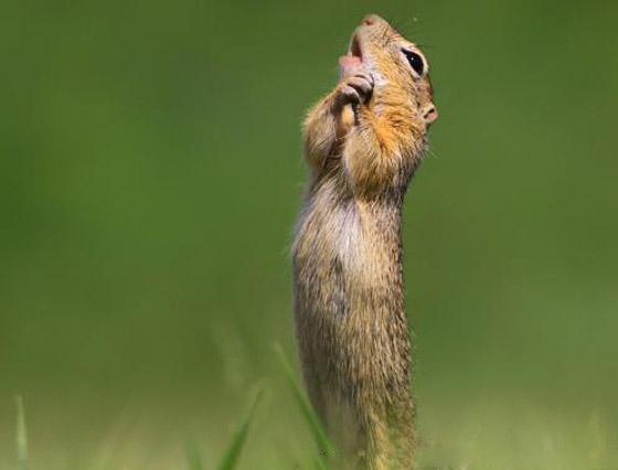 بالصور.. حين تصطاد العدسة لقطات طريفة لا تتكرر في الحياة البرية صورة رقم 6