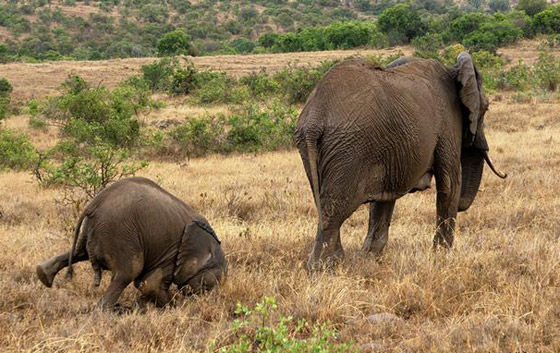 بالصور.. حين تصطاد العدسة لقطات طريفة لا تتكرر في الحياة البرية صورة رقم 7