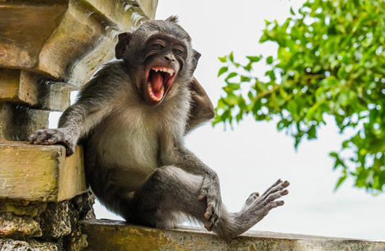 بالصور.. حين تصطاد العدسة لقطات طريفة لا تتكرر في الحياة البرية صورة رقم 8