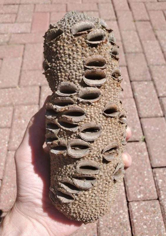 أغرب الأشياء التي عثر عليها البشر صورة رقم 6