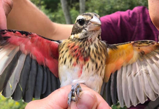 فيديو وصور: العثور على طائر نادر نصفه ذكر ونصفه الآخر أنثى! صورة رقم 1