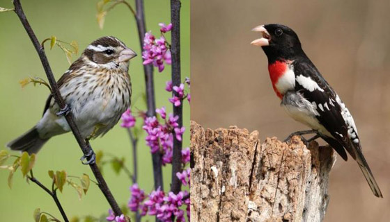 فيديو وصور: العثور على طائر نادر نصفه ذكر ونصفه الآخر أنثى! صورة رقم 2