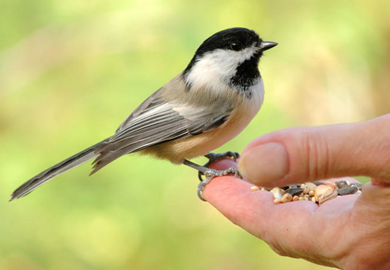 فيديو وصور: العثور على طائر نادر نصفه ذكر ونصفه الآخر أنثى! صورة رقم 3