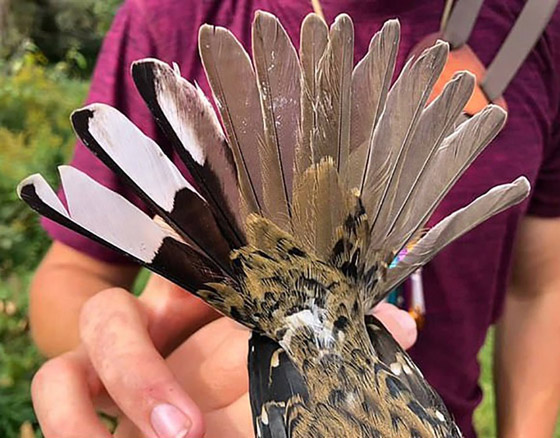 فيديو وصور: العثور على طائر نادر نصفه ذكر ونصفه الآخر أنثى! صورة رقم 4