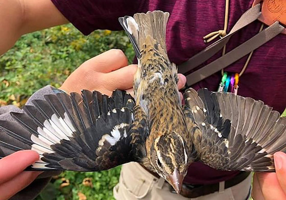 فيديو وصور: العثور على طائر نادر نصفه ذكر ونصفه الآخر أنثى! صورة رقم 5