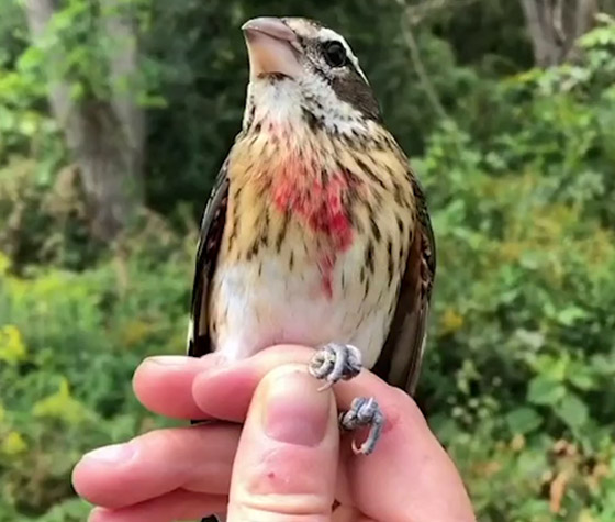 فيديو وصور: العثور على طائر نادر نصفه ذكر ونصفه الآخر أنثى! صورة رقم 6