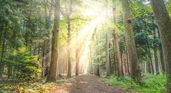 أطفال نشأوا في الغابة وربتهم الحيوانات صورة رقم 6