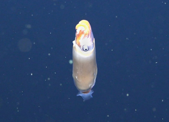 اكتشاف حبار نادر وفريد من نوعه لأول مرة في أعماق المحيط بأستراليا صورة رقم 2