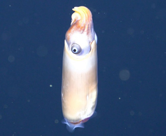 اكتشاف حبار نادر وفريد من نوعه لأول مرة في أعماق المحيط بأستراليا صورة رقم 1