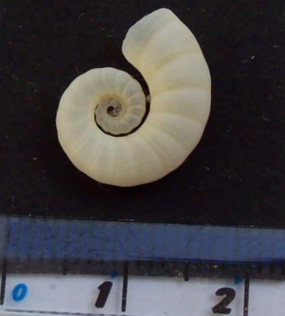 اكتشاف حبار نادر وفريد من نوعه لأول مرة في أعماق المحيط بأستراليا صورة رقم 3