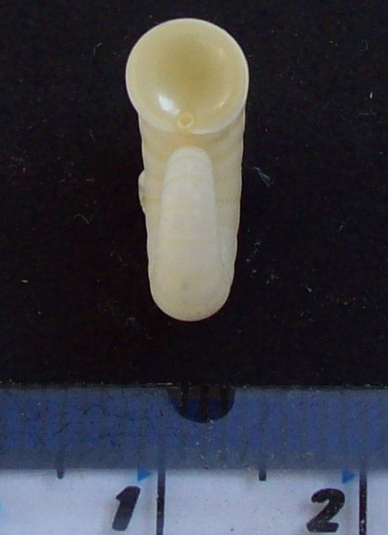 اكتشاف حبار نادر وفريد من نوعه لأول مرة في أعماق المحيط بأستراليا صورة رقم 4