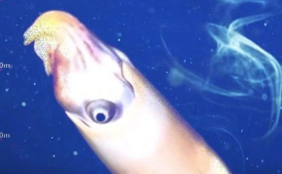 اكتشاف حبار نادر وفريد من نوعه لأول مرة في أعماق المحيط بأستراليا صورة رقم 6