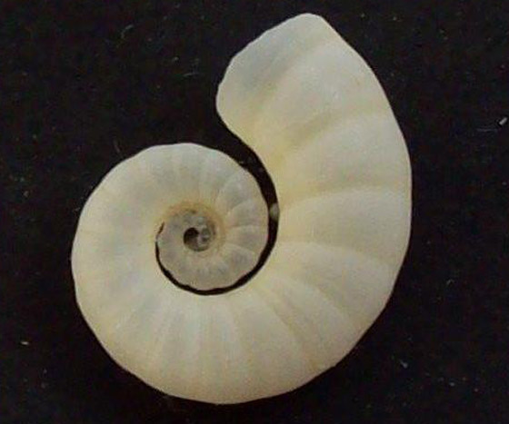 اكتشاف حبار نادر وفريد من نوعه لأول مرة في أعماق المحيط بأستراليا صورة رقم 9