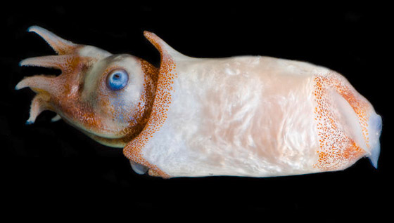 اكتشاف حبار نادر وفريد من نوعه لأول مرة في أعماق المحيط بأستراليا صورة رقم 10