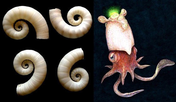 اكتشاف حبار نادر وفريد من نوعه لأول مرة في أعماق المحيط بأستراليا صورة رقم 11