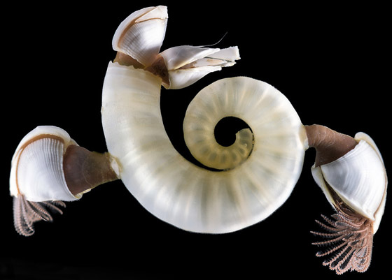 اكتشاف حبار نادر وفريد من نوعه لأول مرة في أعماق المحيط بأستراليا صورة رقم 12