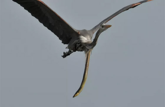 صورة غير مألوفة مذهلة تظهر ثعبانا يتدلى من معدة مالك الحزين في الجو! صورة رقم 1