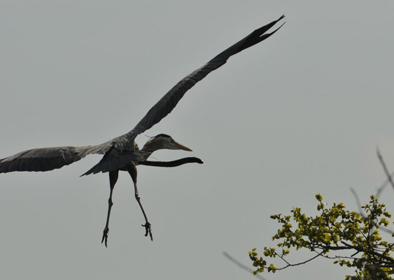 صورة غير مألوفة مذهلة تظهر ثعبانا يتدلى من معدة مالك الحزين في الجو! صورة رقم 2