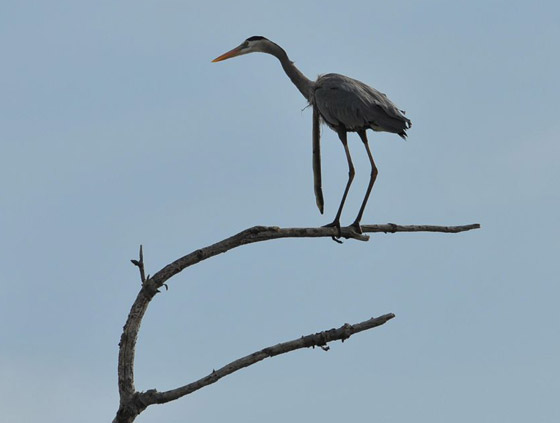 صورة غير مألوفة مذهلة تظهر ثعبانا يتدلى من معدة مالك الحزين في الجو! صورة رقم 3