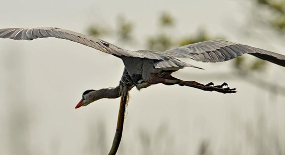 صورة غير مألوفة مذهلة تظهر ثعبانا يتدلى من معدة مالك الحزين في الجو! صورة رقم 5