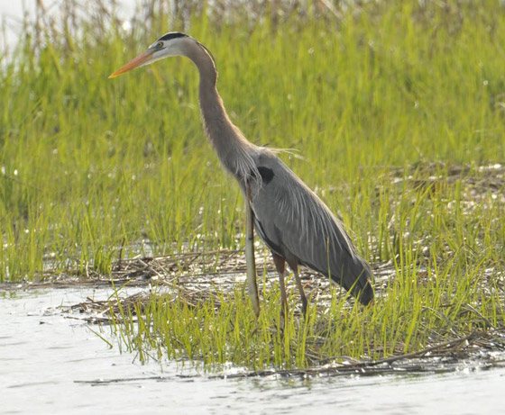 صورة غير مألوفة مذهلة تظهر ثعبانا يتدلى من معدة مالك الحزين في الجو! صورة رقم 6