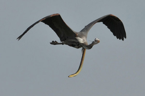 صورة غير مألوفة مذهلة تظهر ثعبانا يتدلى من معدة مالك الحزين في الجو! صورة رقم 4