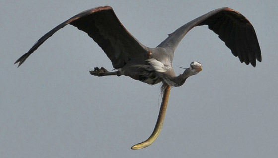 صورة غير مألوفة مذهلة تظهر ثعبانا يتدلى من معدة مالك الحزين في الجو! صورة رقم 7