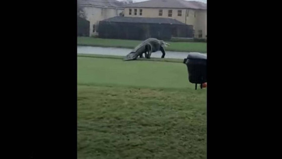 فيديو.. تمساح عملاق يقتحم ملعبا للغولف صورة رقم 1