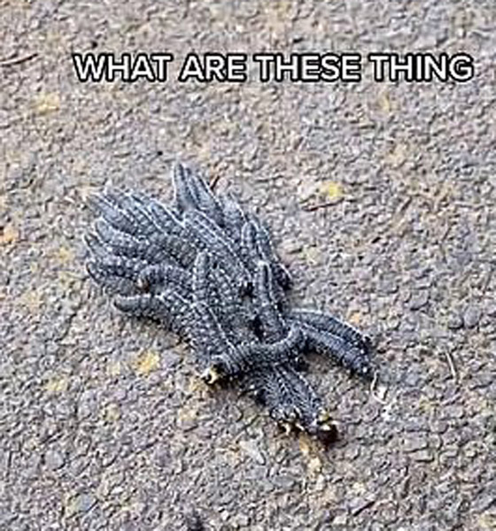 ملايين المشاهدات لفيديو لمخلوقات غريبة.. ومعلقون: لن نزور أستراليا! صورة رقم 2