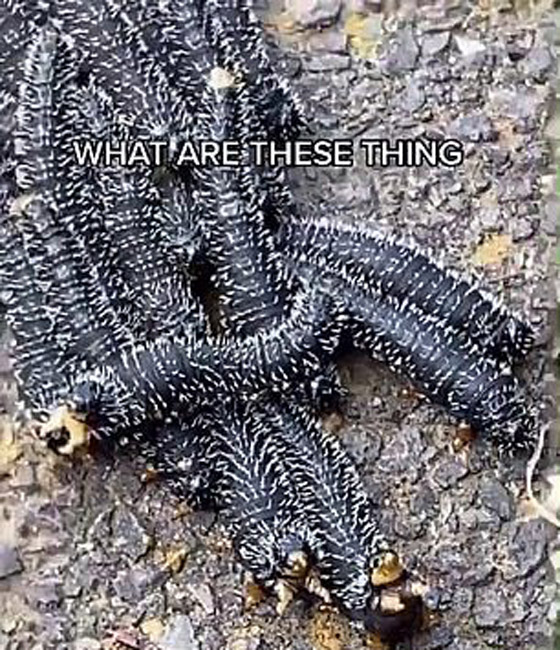 ملايين المشاهدات لفيديو لمخلوقات غريبة.. ومعلقون: لن نزور أستراليا! صورة رقم 4