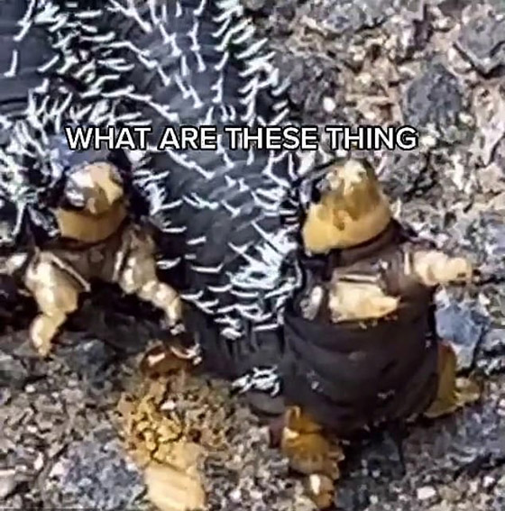 ملايين المشاهدات لفيديو لمخلوقات غريبة.. ومعلقون: لن نزور أستراليا! صورة رقم 3