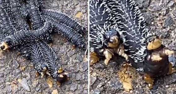 ملايين المشاهدات لفيديو لمخلوقات غريبة.. ومعلقون: لن نزور أستراليا! صورة رقم 1