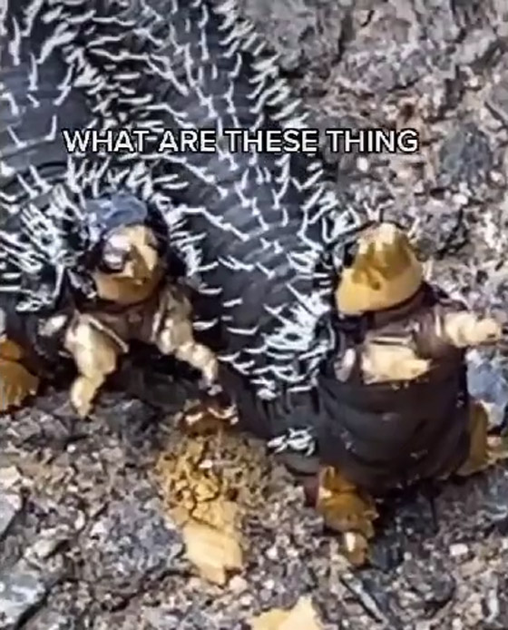 ملايين المشاهدات لفيديو لمخلوقات غريبة.. ومعلقون: لن نزور أستراليا! صورة رقم 5