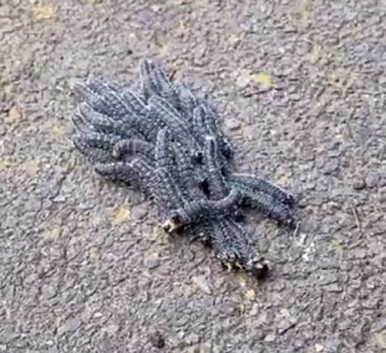 ملايين المشاهدات لفيديو لمخلوقات غريبة.. ومعلقون: لن نزور أستراليا! صورة رقم 6