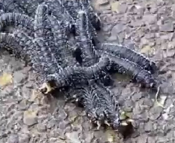 ملايين المشاهدات لفيديو لمخلوقات غريبة.. ومعلقون: لن نزور أستراليا! صورة رقم 7