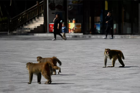 بالصور: مصعد (100 تنين) في الصين أعلى مصعد في العالم! صورة رقم 8