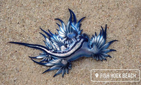 رصد مخلوق بحري غريب شبيه بالتنين يُعرف باسم أجمل قاتل بالمحيط! صورة رقم 1