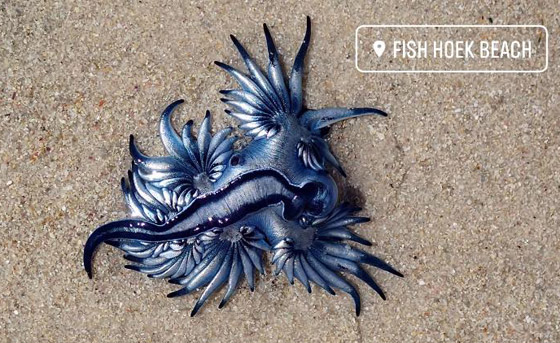 رصد مخلوق بحري غريب شبيه بالتنين يُعرف باسم أجمل قاتل بالمحيط! صورة رقم 2