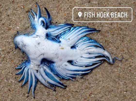 رصد مخلوق بحري غريب شبيه بالتنين يُعرف باسم أجمل قاتل بالمحيط! صورة رقم 3