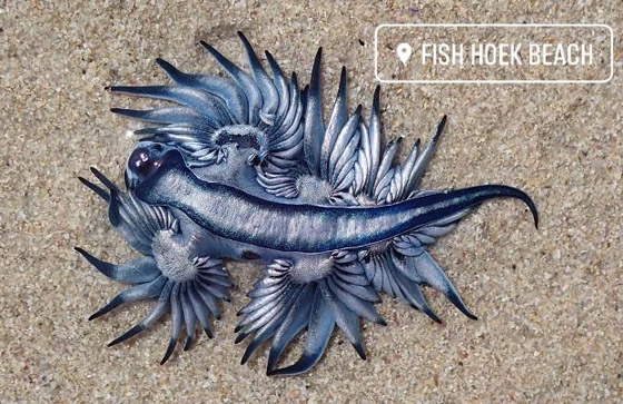 رصد مخلوق بحري غريب شبيه بالتنين يُعرف باسم أجمل قاتل بالمحيط! صورة رقم 4