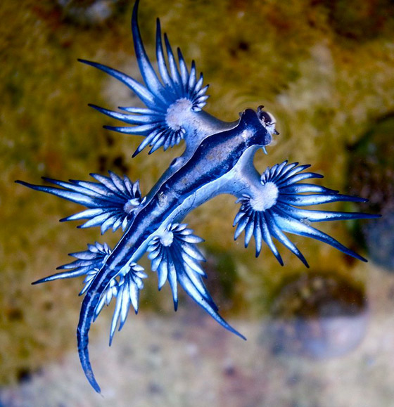 رصد مخلوق بحري غريب شبيه بالتنين يُعرف باسم أجمل قاتل بالمحيط! صورة رقم 5