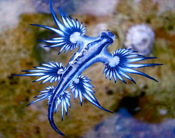 رصد مخلوق بحري غريب شبيه بالتنين يُعرف باسم أجمل قاتل بالمحيط! صورة رقم 6