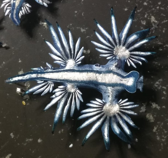 رصد مخلوق بحري غريب شبيه بالتنين يُعرف باسم أجمل قاتل بالمحيط! صورة رقم 7