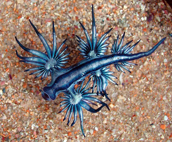 رصد مخلوق بحري غريب شبيه بالتنين يُعرف باسم أجمل قاتل بالمحيط! صورة رقم 8