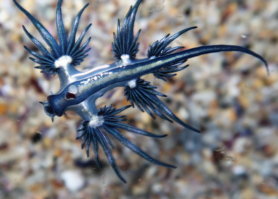 رصد مخلوق بحري غريب شبيه بالتنين يُعرف باسم أجمل قاتل بالمحيط! صورة رقم 9