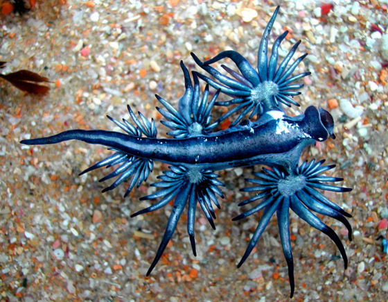 رصد مخلوق بحري غريب شبيه بالتنين يُعرف باسم أجمل قاتل بالمحيط! صورة رقم 10