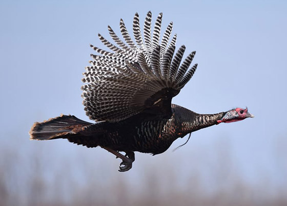 صور: تعرفوا إلى 10 حيوانات لم تكن تعلم أنها تستطيع الطيران والتحليق! صورة رقم 1